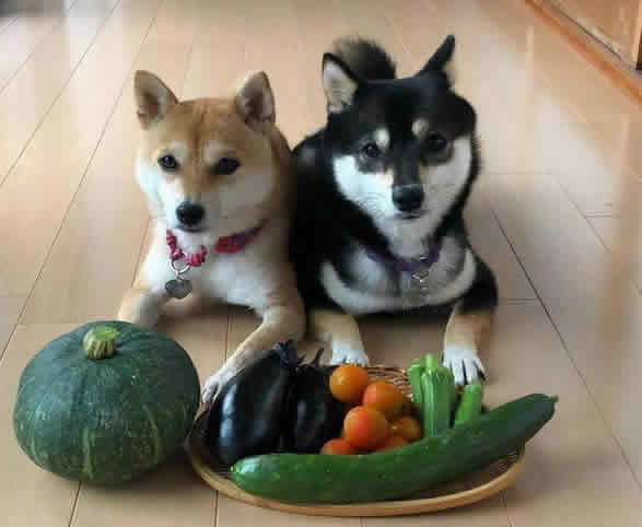 狗狗适合吃什么蔬果？这7种蔬果狗狗最爱吃！