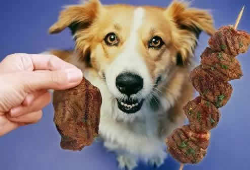 关于给狗狗吃鸡肝，有以下几点建议，狗狗经常吃“鸡肝”有什么危害？