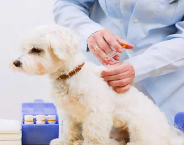 狗每年都要打疫苗吗？应该打哪些疫苗呢？