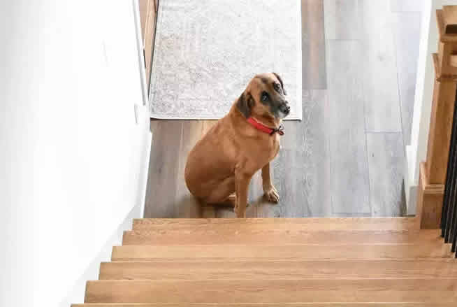狗狗害怕上下楼梯怎么办？害怕上下楼梯的原因