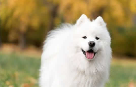 银狐犬外貌虽然漂亮，但在饲养前一定得了解它的特点！