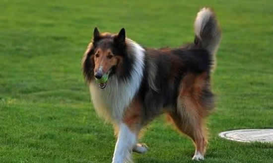 苏格兰牧羊犬是非常英俊的狗狗，外形也很硬朗