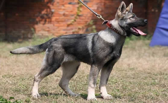 我国自主培育的一个军犬品种人民英雄——“昆明犬”