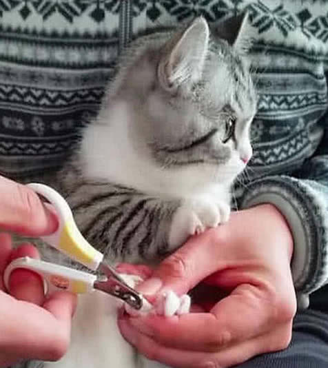 如何帮猫咪剪指甲？给猫咪剪指甲要运用什么手法？