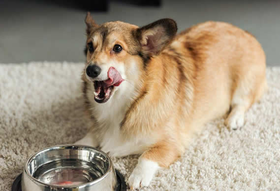 狗狗不喝水能存活多久？狗狗脱水的原因有哪些？
