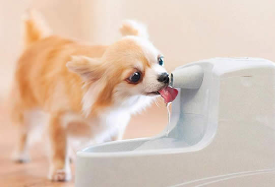 狗狗一天需要喝多少水？喝太多或太少都会生病