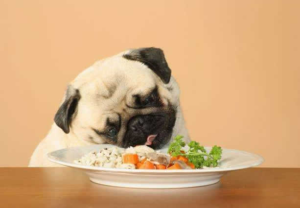 狗狗是吃米饭和好还是吃狗粮好？