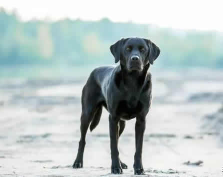 为什么黑色的拉布拉多犬偏贵？你喜欢什么颜色的拉布拉多犬呢？