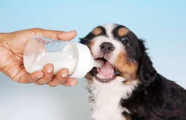 狗狗羊奶粉5大正确喂食法，你喂对了吗？
