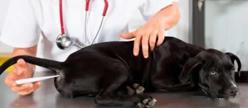 如何发现狗狗发烧？怎么给狗狗量体温？