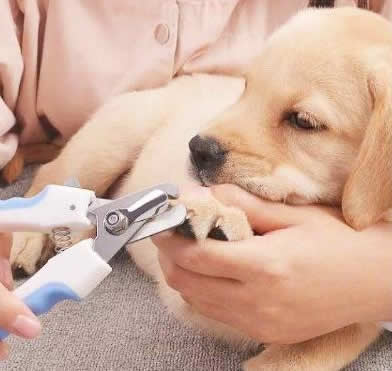 给狗狗剪指甲剪流血了怎么办？应该怎样给狗狗剪指甲？