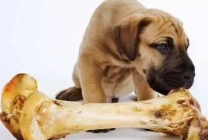 狗狗吃骨头真的可以补钙吗？骨头的含量是什么？