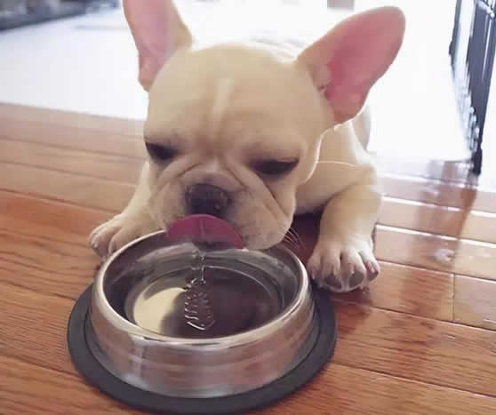 狗狗一天需要喝多少水？喝太多或者太少都不行