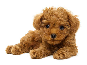 小型宠物狗：泰迪犬