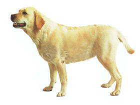 小型宠物狗：拉布拉多