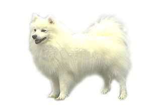 小型宠物狗：银狐犬