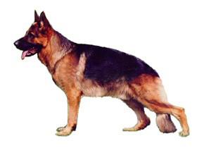 小型宠物狗：德国牧羊犬