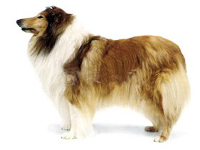 小型宠物狗：苏格兰牧羊犬