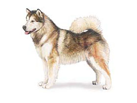 小型宠物狗：阿拉斯加犬