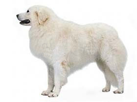 小型宠物狗：大白熊犬