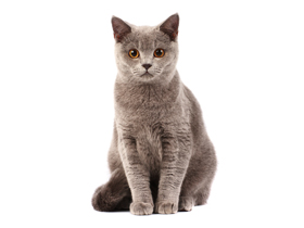 宠物猫： 英国短毛猫