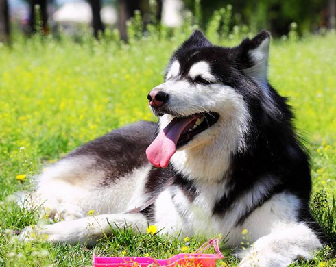 阿拉斯加犬百科知识-阿拉斯加犬介绍-阿拉斯加犬养护