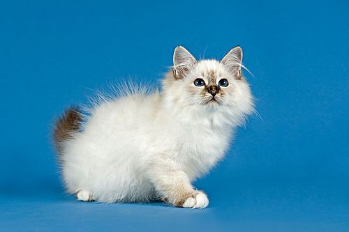 缅甸猫百科知识-缅甸猫介绍-缅甸猫养护