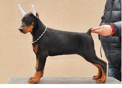 名犬繁殖中心出售纯种德系杜宾，带耳号带证书