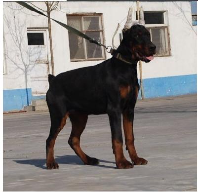 北京纯种犬出售纯种德系杜宾犬幼犬血统纯正护卫专用