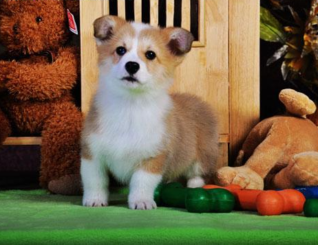 柯基幼犬出售 质保终身 可签协议 北京可送货上门挑选