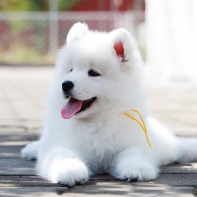 萨摩耶犬舍出售顶级微笑天使澳版大毛量萨摩耶幼犬