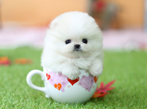 精品博美犬幼犬出售 超小体茶杯犬 品相一流 包健康