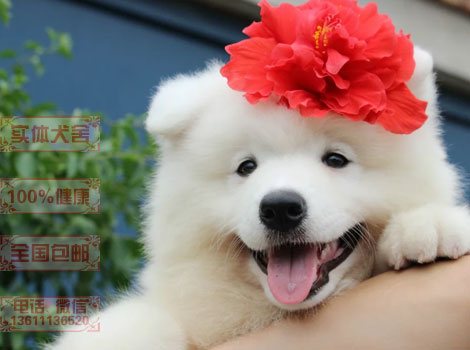 微笑天使萨摩耶犬 100%健康纯种 质保终生/全国包托运