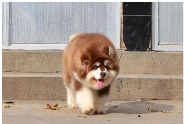 纯种巨型阿拉斯加价格阿拉斯加图片阿拉斯加幼犬出售
