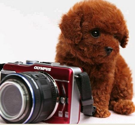 咖啡色泰迪 实物照片 保障出售的每一只狗狗 纯种健康