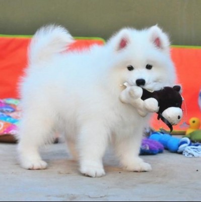 萨摩耶犬舍出售顶级微笑天使澳版大毛量萨摩耶幼犬