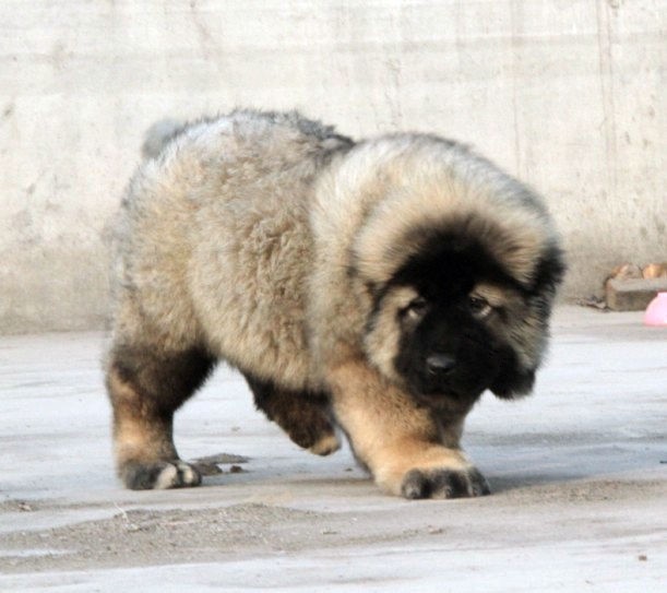 南京高加索犬繁殖基地、保障健康、保证纯度