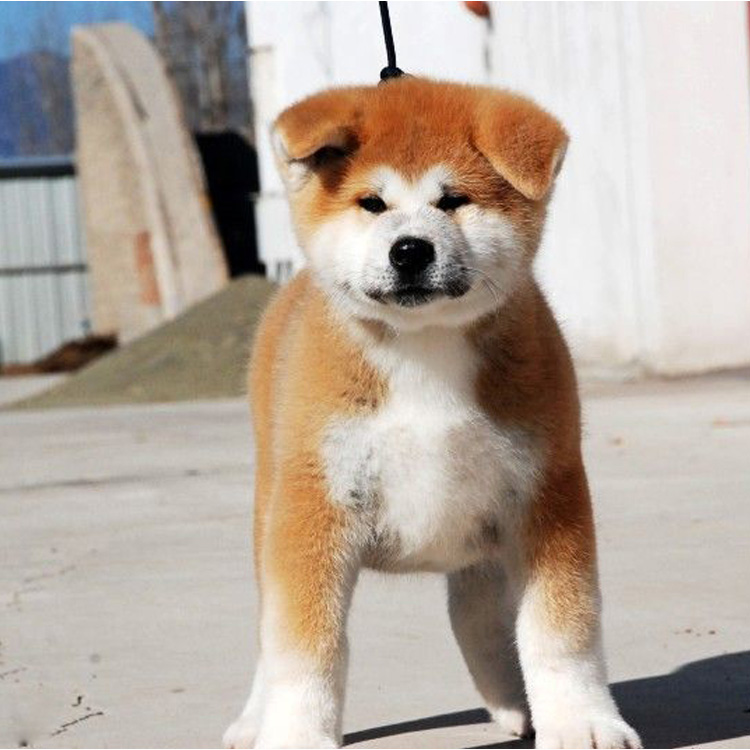 【日本秋田犬】忠犬八公主角赛级秋田犬幼犬发售