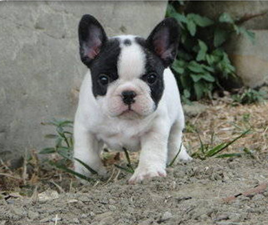 奶白色法国斗牛犬 双血统顶纯种法国斗牛犬级幼犬出售