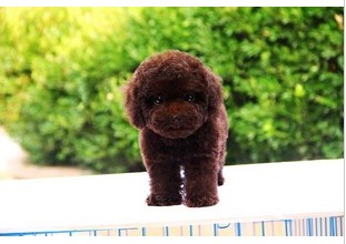 CKU犬舍出售纯种泰迪熊犬 专业繁育 品质保证
