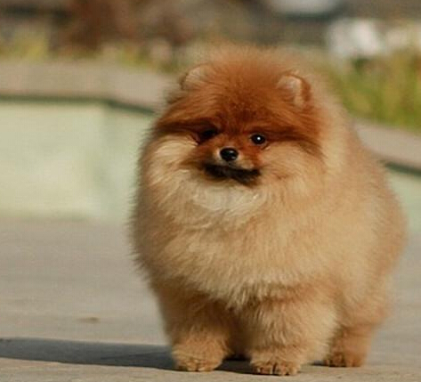 纯种哈多利球形幼犬出售 赛级哈多利血统博美犬