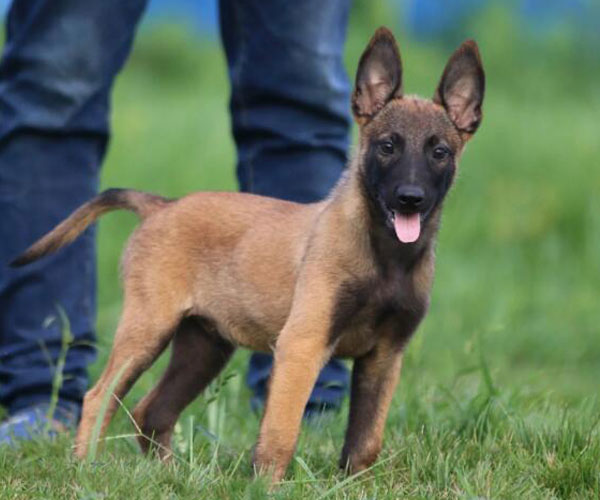 正规犬基地常年繁殖比利时马犬健康有保障签协议质保