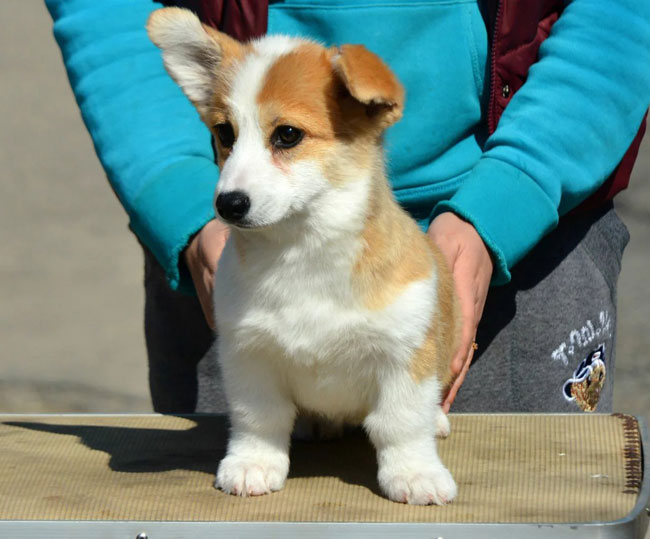 出售可爱的威尔士柯基幼犬双色三色均有 可视频包邮