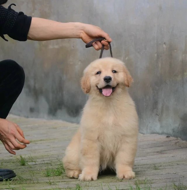 出售纯种大头金毛幼犬 健康有保障 可签购犬协议