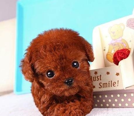 出售纯种玩具型贵宾幼犬 茶杯型泰迪熊幼犬