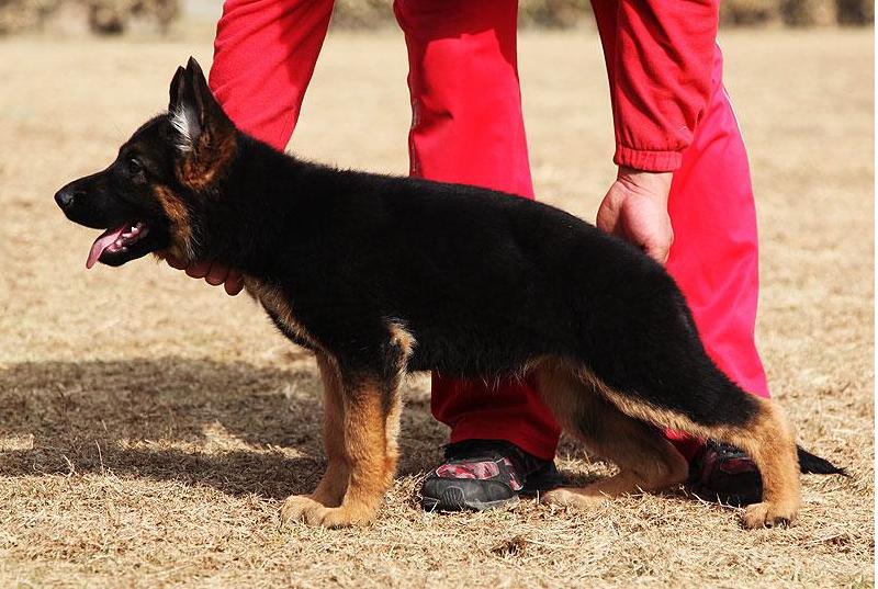 专业犬舍繁育 高品质 锤系 赛系 德国牧羊犬