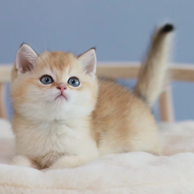 正规猫舍直销、英国短毛猫、蓝猫、银渐层、美短、布偶猫