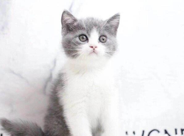 精品英国短毛蓝猫幼猫活体纯种家养宠物猫咪疫苗齐全