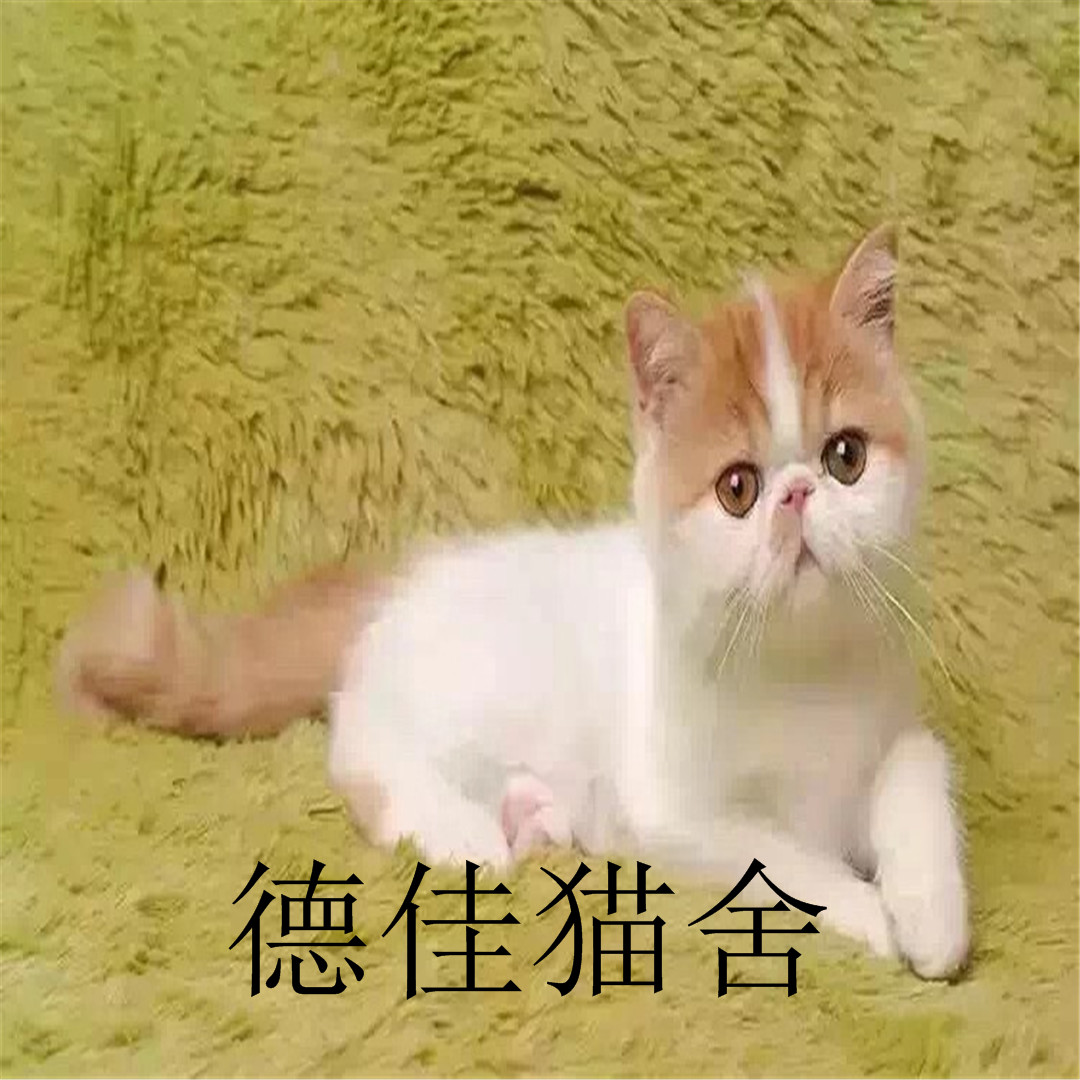 德佳猫舍出售可爱加菲猫宝宝带证书纯种健康有保障